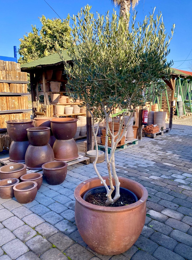 GARDEN CENTER LOS MADROÑOS S.L.